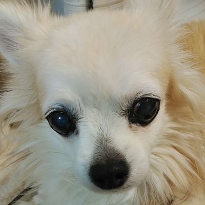 aLpT7NPvbqbCixB's profile picture. チワワが大好きです🐶💓無言フォロー失礼いたします。可愛いわんこの画像を見るのが毎日の楽しみです💕✨愛犬リオ🐶(2005.5.20～
2021.7.15チワワ16才♀🌈へ)
