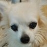 aLpT7NPvbqbCixB's profile picture. チワワが大好きです🐶💓無言フォロー失礼いたします。可愛いわんこの画像を見るのが毎日の楽しみです💕✨愛犬リオ🐶(2005.5.20～
2021.7.15チワワ16才♀🌈へ)