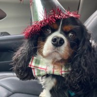 Heidi Hernandez (@heidioftheherd) 's Twitter Profile