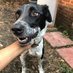 Lomitos en Adopcion (@rocioga90248872) Twitter profile photo Lomitos en Adopcion (@rocioga90248872) Twitter profile photo