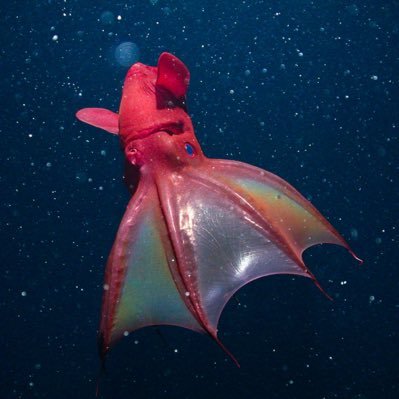 ebitdawonttie's profile picture. Will take the wine menu at dinner, will not fool a sommelier