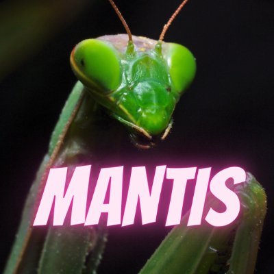 M A N T I S 🐸