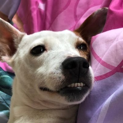 Living life in the sunny 808. Husband, Father, Doggie Dad to rescue doggo Kiku the Terrier. Baseball, basketball, football, UH Football and hockey fan. Aloha!