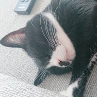 γγβ»7y.3y.1yπ¦ (@yugi_nekko) 's Twitter Profile