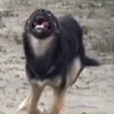 littleboimhm's profile picture. amog
