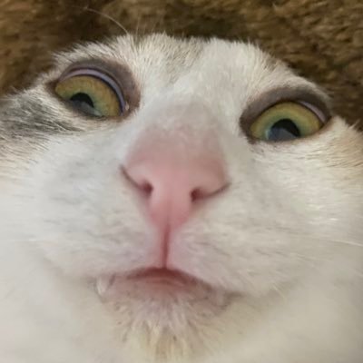 Z9Mx4155iwb4FwD's profile picture. 猫③ゴールデンレトリバーのレオンは2024.9.11に、クロ（推定20）2025.1.9に🌈へ。地球上の全ての動物に幸あれ （特に虎）※ほぼ見る垢なので無言フォロー・RT失礼します。皆様の撮る写真がステキ過ぎて感謝の気持ちでいっぱいです🙏 映画も好きなので情報収集もしてます🎬