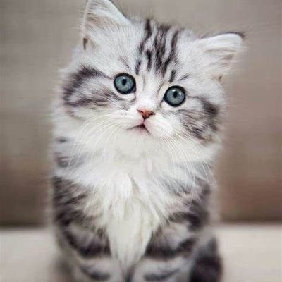 VarelaRob's profile picture. History began when humans invented gods
And history will end when humans become gods. 
Steve Aoki