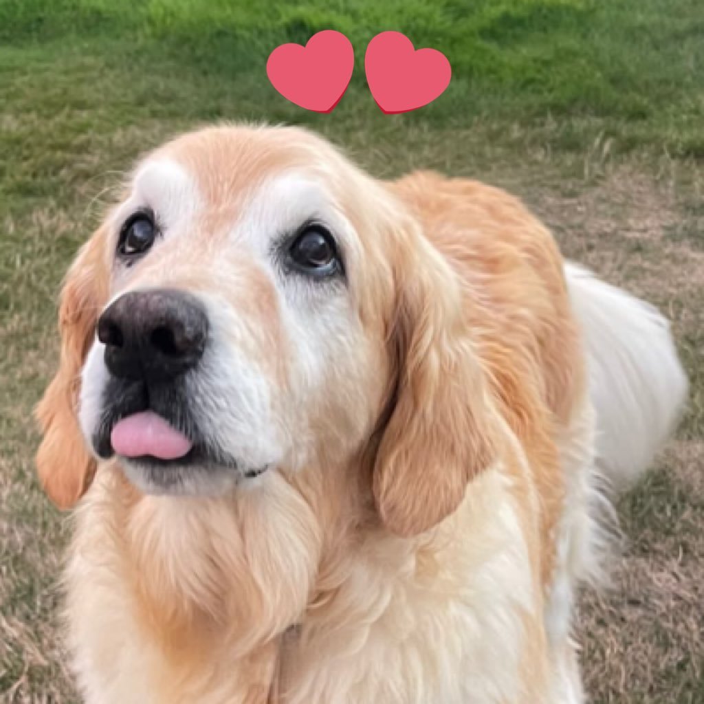 balgowniehosie's profile picture. 