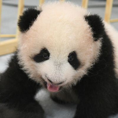 ナイアちゅんさんのプロフィール画像