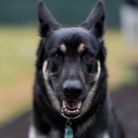 First_Dogs_USA(@First_Dogs_US) 's Twitter Profile Photo