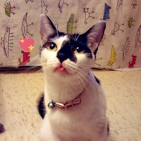 雙貓的軟爛奴才aka挑嘴貓 (@mew6808plus) Twitter profile photo