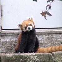 Yuji（広島のしがない司法書士・ぼっち事務所） (@duke0711) 's Twitter Profile