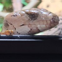 AshLovesLizards (@ashloveslizards) 's Twitter Profile