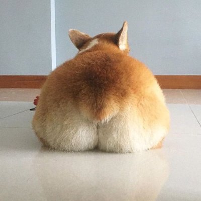 I love corgi butts and I cannot lie