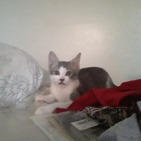 catmadness (@tshirtflirt) 's Twitter Profile
