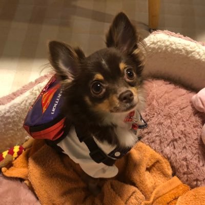 k6yc's profile picture. VTuber好きのおっさん