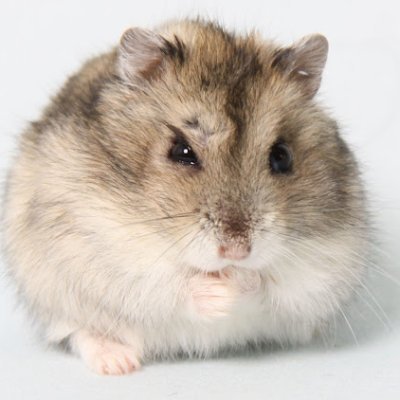 Mimichi2280's profile picture. 世界の真実を探求するブログを書いてます