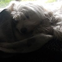 RFC (@thomasf52284116) 's Twitter Profile