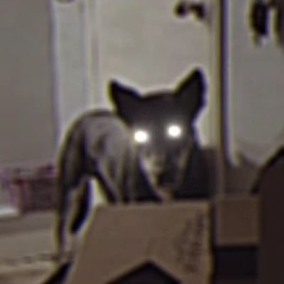 DrTinWolf's profile picture. 