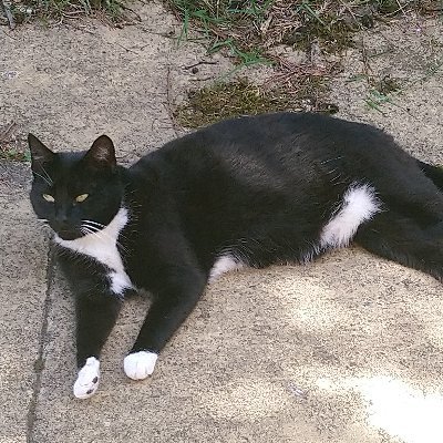 Sophisticated tux. The Feral Cats of Balsall Heath are my family @bhferal