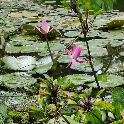 mooncarm's profile picture. El tiempo es nuestro juez y ya estamos con un aplazamiento de condena