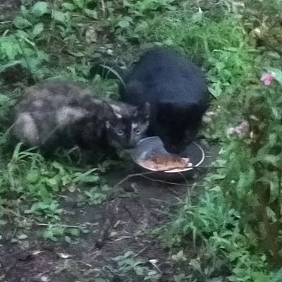 地域猫　保護猫活動の小さな団体です。宜しくお願い致します。😺
無言フォロー失礼します。

活動費ご支援のお願いhttps://t.co/T6XhHZ9Lmh

お振込ありましたらDMでお知らせください。🐱🙇