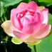 Safiuddin Khan (@safiudd36843073) Twitter profile photo Safiuddin Khan (@safiudd36843073) Twitter profile photo