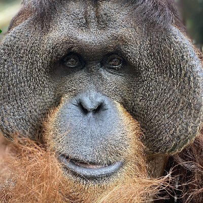 A non-profit that provides a permanent sanctuary for orangutans and chimpanzees who have been rescued from entertainment, research, or the pet trade.