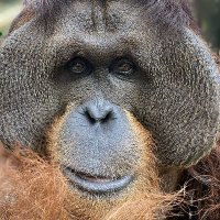 CenterForGreatApes(@CFGA) 's Twitter Profile Photo