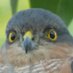 Abit of Nature (@tsabitofnature) Twitter profile photo Abit of Nature (@tsabitofnature) Twitter profile photo