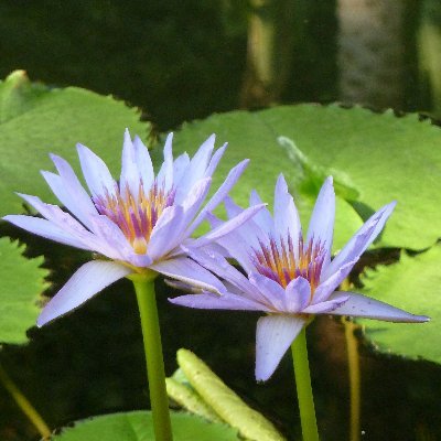 Wondering what to tweet today…
#Nature #Japan #JapanCulture