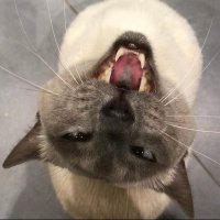 Cat Nixon ๐พ๐พ (@thecatnix) 's Twitter Profile