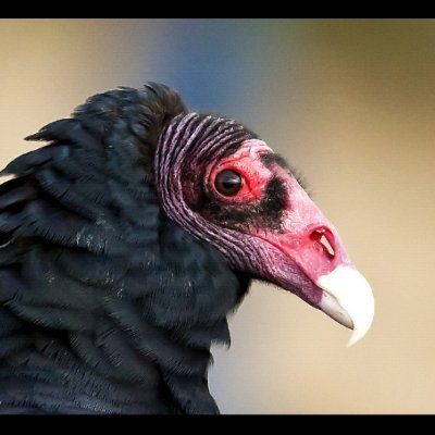 he/him 🏳️‍🌈🇺🇲

My spirit animal is the turkey vulture.

Warren Zevon is my lyrical hero.

please recycle ♻️