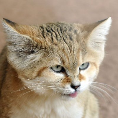 deterministically random sand cat pictures every day at 10:00 and 22:00 (UTC) if the cronjob works