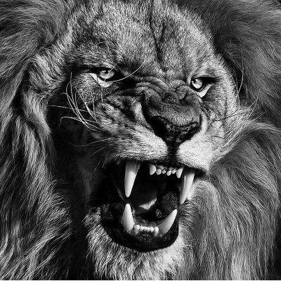 fallenfox12's profile picture. 