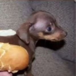 PETSIMU24581089's profile picture. Jdm a best