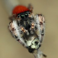 SpideryGoodness(@SpideryGoodness) 's Twitter Profile Photo