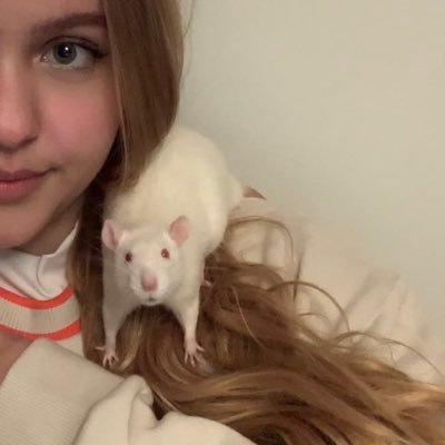 ShibakiChan's profile picture. 