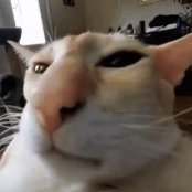 thekornus's profile picture. guh??