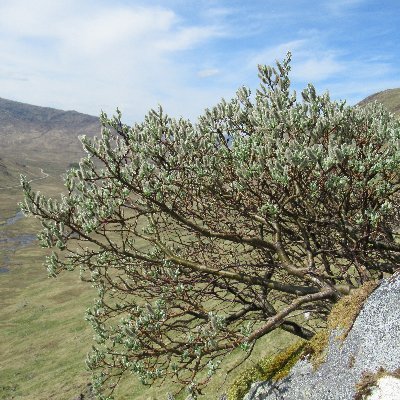 Promoting upland woodland & scrub restoration; creating a biodiverse link between forests & open mountain vegetation. Est. 1996, chaired by @Watts_SH.