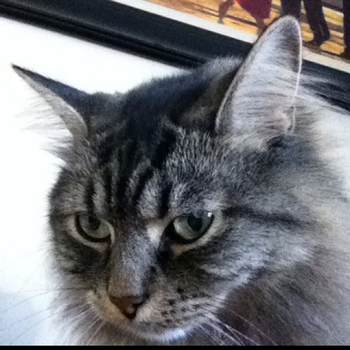 mommabear_of_3's profile picture. mom of 3 kids and 1 dog and a cat. I believe in Karma...what comes around goes around!