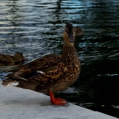 pser99208's profile picture. 