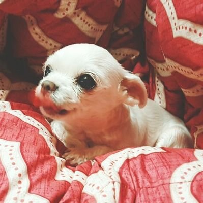 🕯뼝님 (메인트에 블스있)さんのプロフィール画像