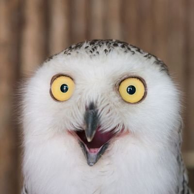 random_sova's profile picture. Random asociální Sova