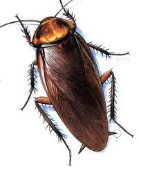 PEST CONTROL SERVICES AND SUPPLY OF DETERGENTS