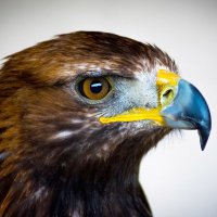 Today In Auburn History (@auhistorytoday) 's Twitter Profile Photo Today In Auburn History (@auhistorytoday) 's Twitter Profile Photo