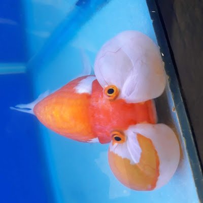 qwertyurderby's profile picture. 