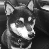 芝犬 (@kurokurofeb221) 's Twitter Profile
