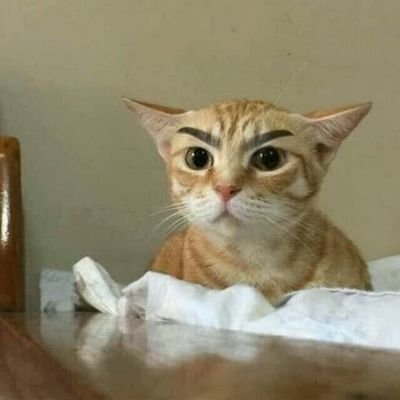 kucenbertanduk's profile picture. 