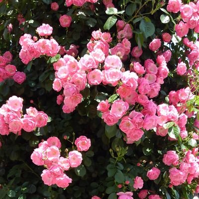 jesuschrist6850's profile picture. 主イエス・キリストに付き従う者。
夫は癌闘病中。
当面の間は御言葉のシェアと、移民問題をメインに扱います。
こちらのアカウントが凍結しましたら、@GBY1108になりますので、よろしくお願いします。
日本を始め、世界中が平和でありますように🙏